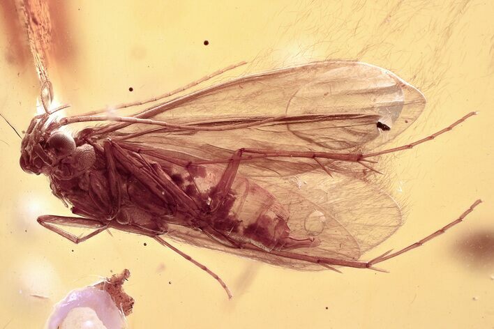Detailed Fossil Caddisfly (Trichoptera) and Enhydros In Baltic Amber #381231